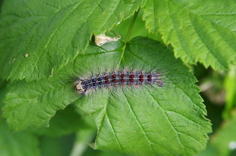 Gypsy moth caterpillar on a leaf