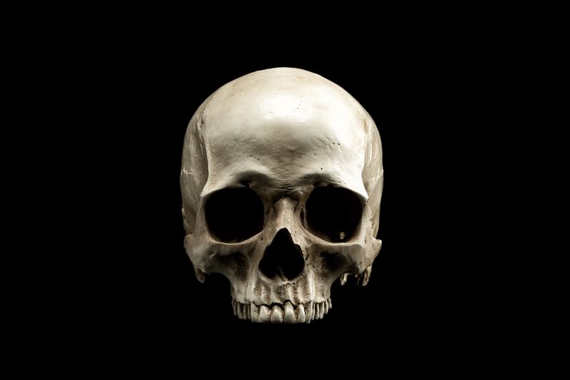 Human skull representing extinction