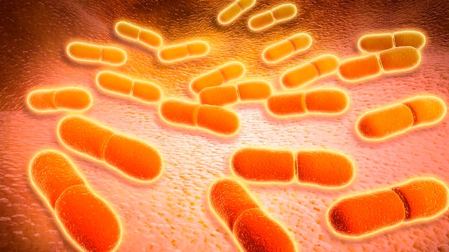 Microscopic view of Listeria monocytogenes. Listeria monocytogenes is the causative agent of the bacterial infection called listeriosis. 