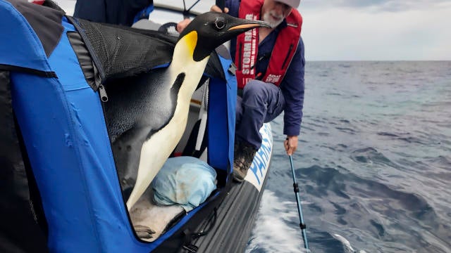 Australia Emperor Penguin 