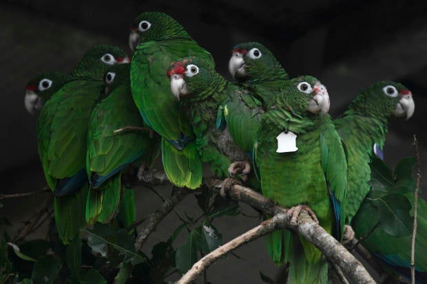 Endangered parrots in Puerto Rico 