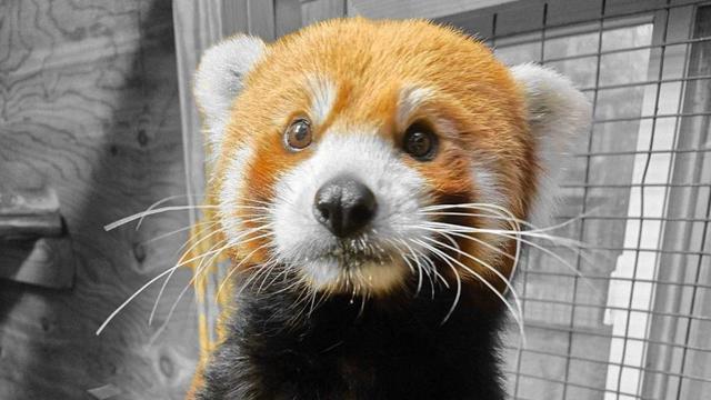 red-panda-cape-may-county-zoo.jpg 