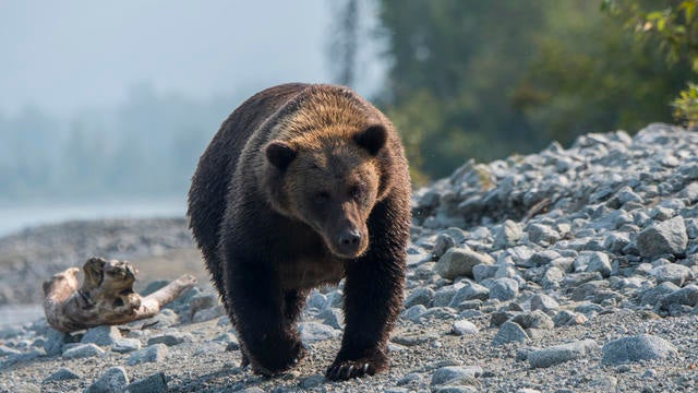 A Brown bear (Ursus arctos) is walking and looking for 