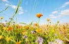 Colorful flowers at the edge of a field against sky in summer, rural scene 