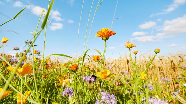 Colorful flowers at the edge of a field against sky in summer, rural scene 