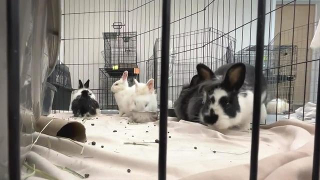 roseville-rabbits-seized.jpg 