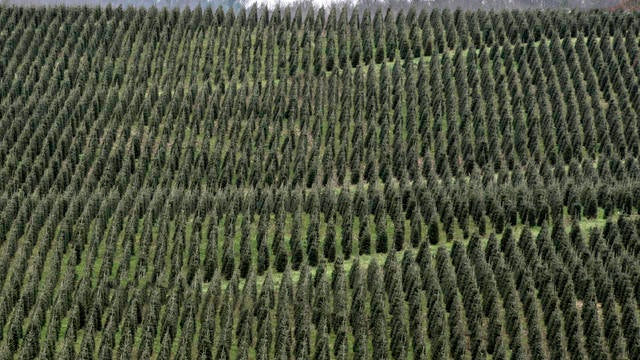 Hillside of Crisscrossed Rows of Christmas Trees 