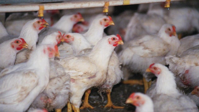 POULTRY INDUSTRY TAX CREDITS--William Brooks' Farm in Sussex 