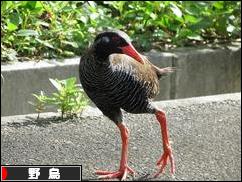 にほんブログ村 鳥ブログ 野鳥へ