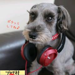 にほんブログ村 犬ブログ ミニチュアシュナウザーへ