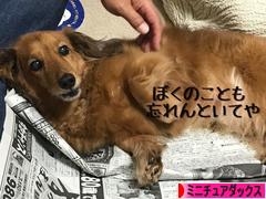 にほんブログ村 犬ブログ ミニチュアダックスフンドへ