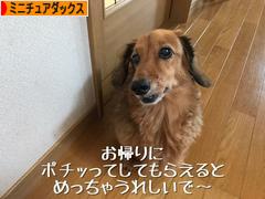 にほんブログ村 犬ブログ ミニチュアダックスフンドへ