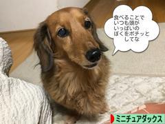 にほんブログ村 犬ブログ ミニチュアダックスフンドへ