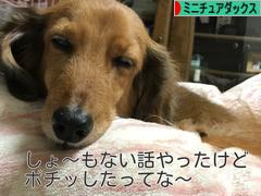 にほんブログ村 犬ブログ ミニチュアダックスフンドへ