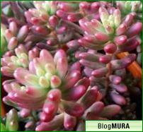 にほんブログ村 花・園芸ブログ 多肉植物へ