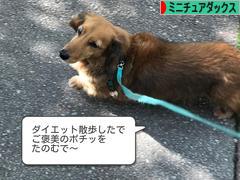 にほんブログ村 犬ブログ ミニチュアダックスフンドへ