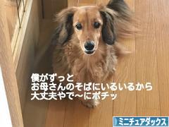 にほんブログ村 犬ブログ ミニチュアダックスフンドへ