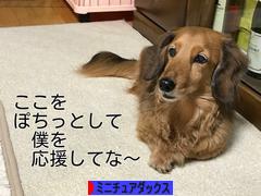 にほんブログ村 犬ブログ ミニチュアダックスフンドへ