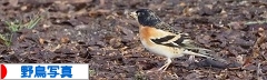 にほんブログ村 写真ブログ 野鳥写真へ