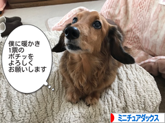 にほんブログ村 犬ブログ ミニチュアダックスフンドへ