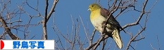 にほんブログ村 写真ブログ 野鳥写真へ