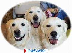 にほんブログ村 犬ブログ ゴールデンレトリバーへ