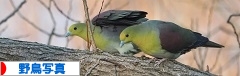 にほんブログ村 写真ブログ 野鳥写真へ