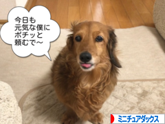 にほんブログ村 犬ブログ ミニチュアダックスフンドへ