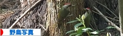 にほんブログ村 写真ブログ 野鳥写真へ