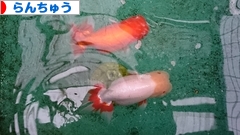 にほんブログ村 観賞魚ブログ らんちゅうへ