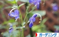 にほんブログ村 花・園芸ブログ ガーデニングへ