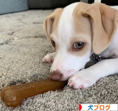 にほんブログ村 犬ブログへ