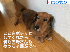 にほんブログ村 犬ブログ ミニチュアダックスフンドへ