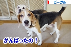 にほんブログ村 犬ブログ ビーグルへ