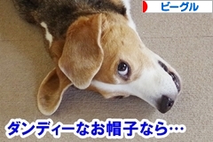 にほんブログ村 犬ブログ ビーグルへ