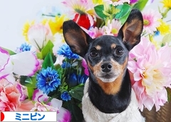 にほんブログ村 犬ブログ ミニピンへ