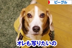 にほんブログ村 犬ブログ ビーグルへ