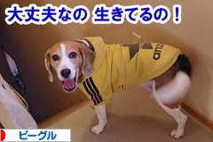 にほんブログ村 犬ブログ ビーグルへ