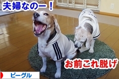 にほんブログ村 犬ブログ ビーグルへ