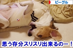 にほんブログ村 犬ブログ ビーグルへ