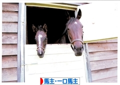 にほんブログ村 競馬ブログ 馬主・一口馬主へ