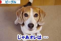 にほんブログ村 犬ブログ ビーグルへ