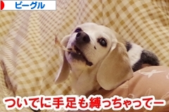 にほんブログ村 犬ブログ ビーグルへ