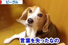 にほんブログ村 犬ブログ ビーグルへ