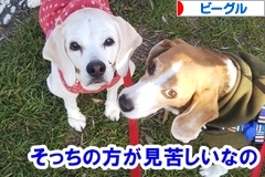 にほんブログ村 犬ブログ ビーグルへ