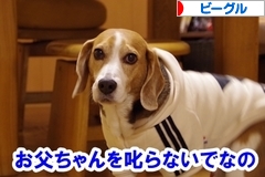 にほんブログ村 犬ブログ ビーグルへ