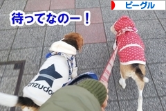 にほんブログ村 犬ブログ ビーグルへ