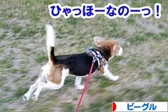 にほんブログ村 犬ブログ ビーグルへ