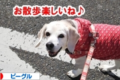 にほんブログ村 犬ブログ ビーグルへ