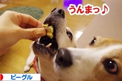 にほんブログ村 犬ブログ ビーグルへ